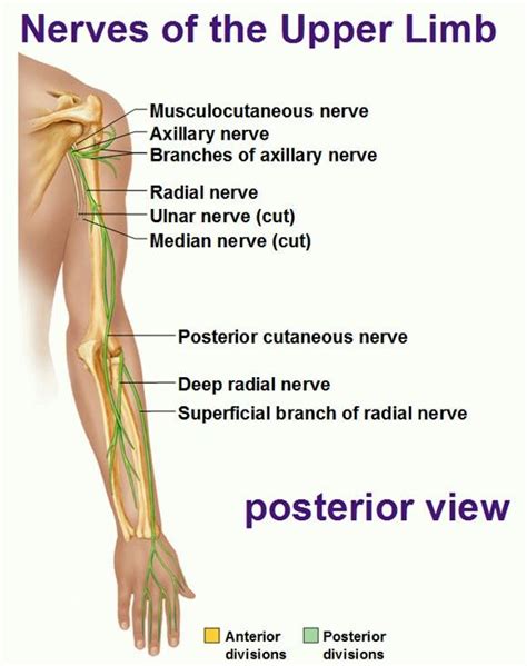 anatomy   arm nerves atlas body