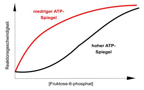 regulation der phosphofruktokinase pfk stoffwechsel