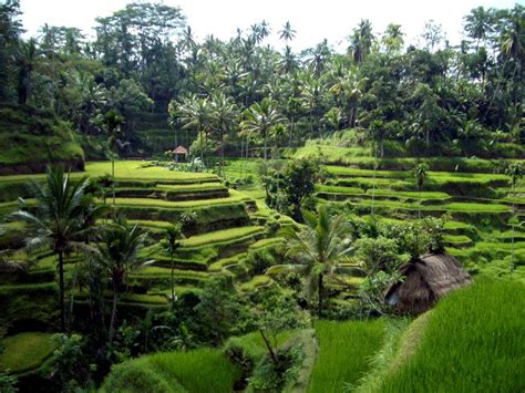 Rice Fields View In Bali Discover Bali Indonesia Photo Gallery