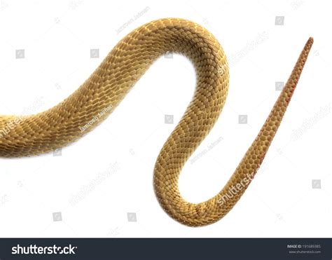 tail snake  white background stock photo  shutterstock
