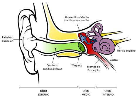 sin valor fantastico neuropatia  son las partes del oido ladrillo