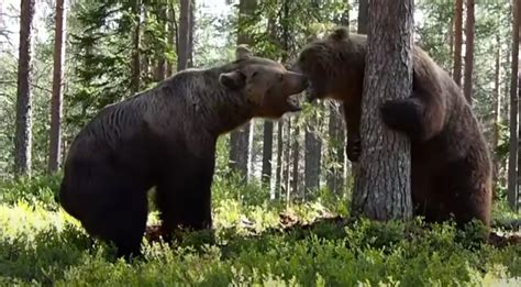 grizzly bear fight filmed    camera angles