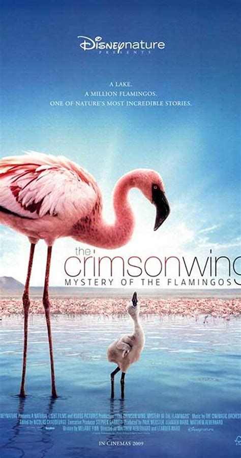 crimson wing mystery   flamingos