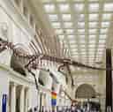 Image result for Field Museum debuts largest predatory dinosaur. Size: 128 x 127. Source: ktar.com