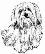Havanese Tzu Shih Malteser Malvorlage Hund Lhasa Apso sketch template