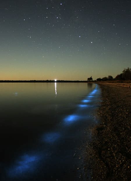 bioluminescence   gippsland lakes phil hart