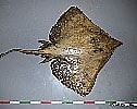 Afbeeldingsresultaten voor Dipturus nidarosiensis Anatomie. Grootte: 126 x 100. Bron: shark-references.com