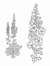 Larkspur Flower Coloring Pages Tattoo Flowers July Drawing Birth Tattoos Delphinium Month Line Gladiolus Drawings Printable Print Designlooter Delphiniums Recommended sketch template