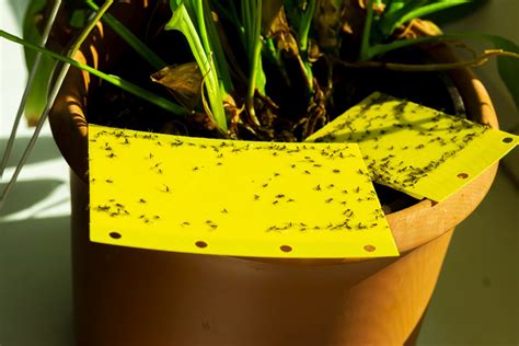 rid  gnats  plants tips  dont