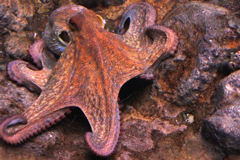 describe     octopus  tools hadassah  barrera