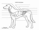 Dog Anatomy Organs Abdominal Thoracic Animal Exploringnature Labeling Printing Resolution Pdf High sketch template