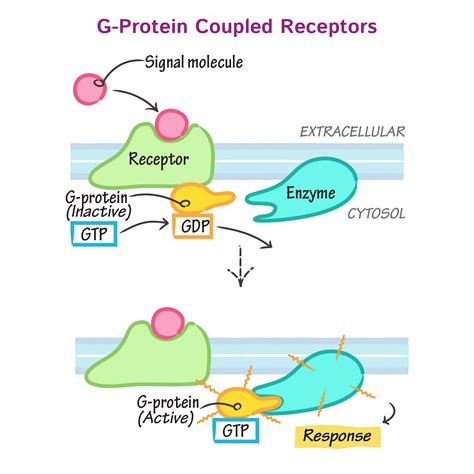 cell biology glossary  protein coupled receptor ditki medical