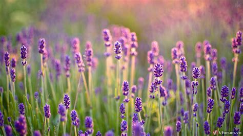 Hình Nền Hoa Oải Hương Tuyệt đẹp Cho Máy Tính Lavender