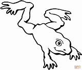 Frog Anfibi Rana Disegno Ranocchia Jumping Colorear Dwarfs Stampare Ranas Sapos Clipartbest Chachipedia Clipartmag sketch template