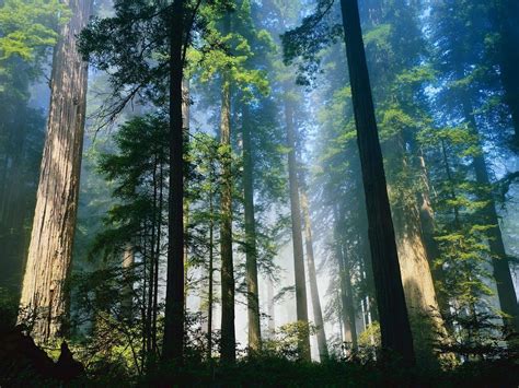 coastal redwoods californias redwood ecosystem