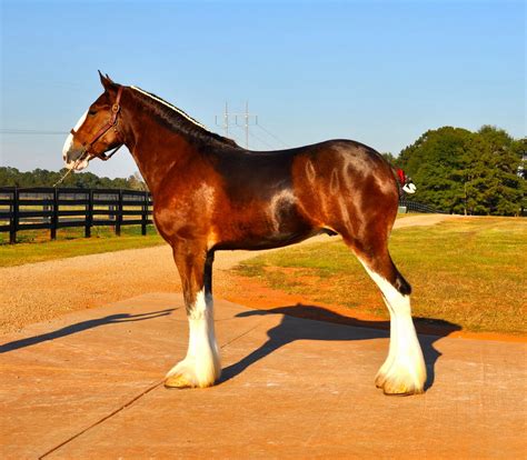 classic city clydesdales classic city breeding stallions