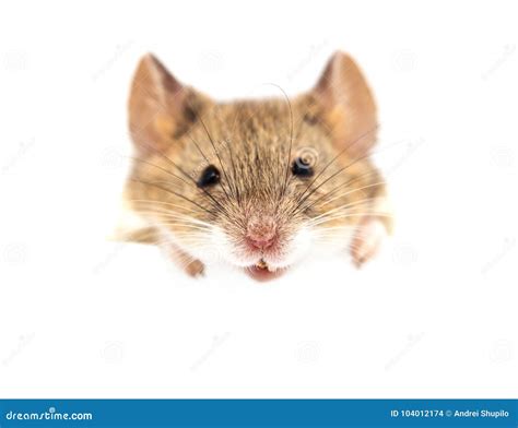 head mouse macro stock photo image  shot isolation