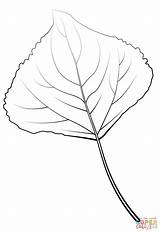 Coloring Poplar Leaf Lombardy Pages sketch template