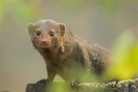 8 Magnificent Mongoose Facts
