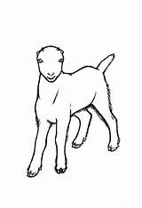 Goat Nubian sketch template