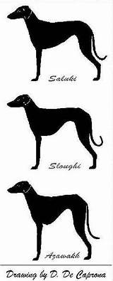 Saluki Azawakh Sloughi Clipart Greyhound Dog Between Dogs Breeds Tripod Difference Clipground Similar Comparing Italian Sfaa Hound sketch template