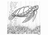 Turtle Sea Printable Coloring Illustration Craft sketch template