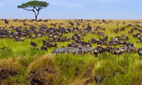 serengeti endangered ecosystems endangered wonders