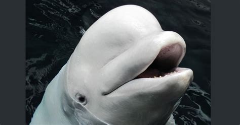 beluga whale at georgia aquarium suddenly dies cbs news