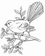 Fantail Coloring Branch sketch template