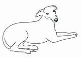 Whippet Clipart Greyhound Clip Outline Dog Line Template Digital Coloring Drawings Sketch Cliparts Greyhounds Pages Italian Library Thewhippet Head Clipground sketch template