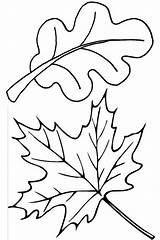 Leaves Coloring Pages Leaf Fall Autumn Oak Maple Thanksgiving Color Template Drawing Clip Printable Kids Print Colorluna Pile Herbst Getdrawings sketch template
