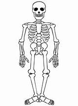 Skeleton Coloring Human System Skeletal Drawing Pages Halloween Printable Simple Anatomy Skeletons Drawings Draw Labeled Easy Esqueleto Para Body Cartoon sketch template