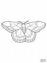 Moth Coloring Silk Pages Rothschilds Drawing Color Printable Drawings Getcolorings Categories sketch template