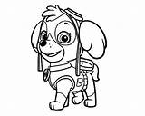 Paw Patrol Coloring Pages Skye Sky Clipart Drawing Zuma Marshall Color Printable Line Print Getcolorings Clipartmag Comments Colo Library Coloringhome sketch template