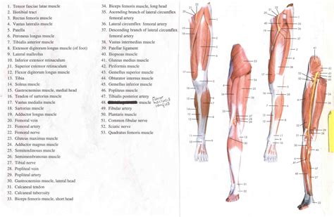 leg muscle diagrams  diagrams