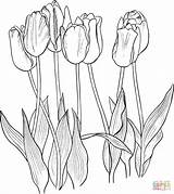 Tulips Coloring Pages Tulip Seven Flower Dibujo Printable Para Tulipanes Colorear Flores Color Outline Supercoloring Dibujos Tulipan Pintura Imprimir Dibujar sketch template
