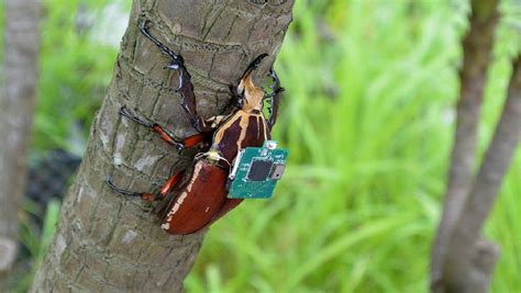 scientists create  flying remote controlled cyborg beetle ign