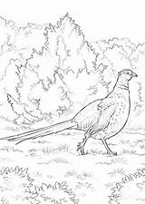 Pheasant Golden Designlooter 480px 1kb sketch template