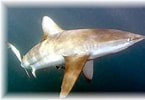 Afbeeldingsresultaten voor "carcharhinus Brachyurus". Grootte: 145 x 100. Bron: otlibrary.com