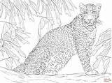 Leopard Coloring Tree Printable Sitting Pages Colorear Para Dibujos Leopardo Supercoloring Colouring Dibujo Un Drawing Crafts Leopards Animal Imprimir Skip sketch template