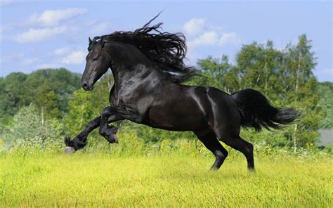 running animal friesian horse  ultra hd wallpaper