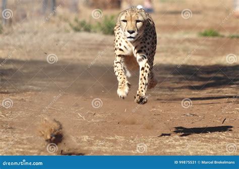 exercising cheetah chasing  lure completely airborne stock image