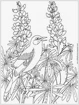 Coloring Pages Realistic Adults Robin Template Adult Bird Bluebonnet Printable Color Print Incredible Getcolorings Bir sketch template