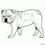 Bulldog Draw Drawing Bulldogs English Dog Coloring Step Line Sketch Cute Dragoart Cartoon Funny sketch template
