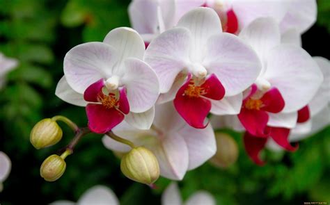 orquideas tan bonitas como complicadas revista de bienestar