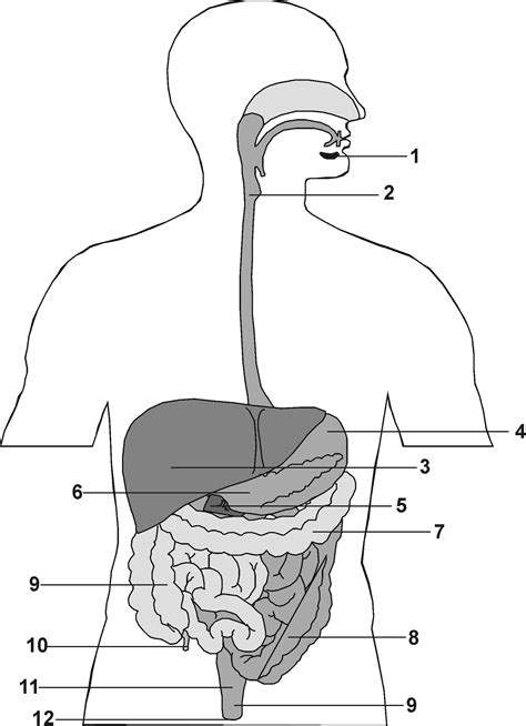 digestive system diagram  labels beautiful human body diagram