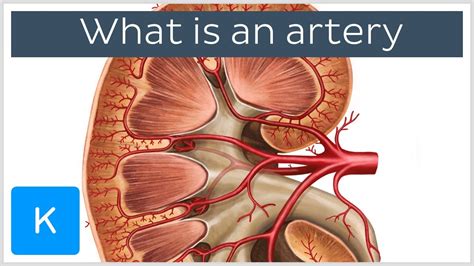 artery human anatomy kenhub youtube