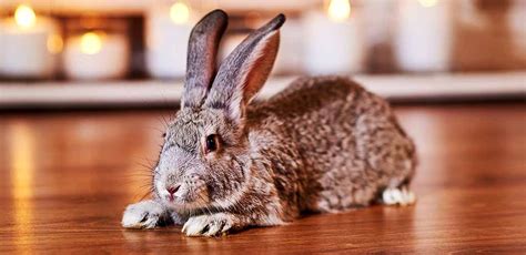 chinchilla rabbit    softest  sweetest bunny breed