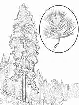 Pine Coloring Tree Pages Ponderosa Printable Trees Realistic Color Drawing Template Supercoloring Designlooter Sosna Comments 1020 1440px 99kb sketch template