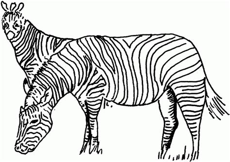 printable zebra coloring page  kids thoughtfulcardsender coloring